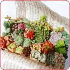 ❤多肉植物 mini 詰め合わせセット❤カット苗 寄せ植え 多肉弁当