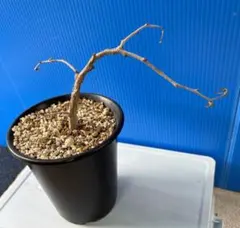 2026年最新】オペルクリカリア デカリーの人気アイテム - メルカリ