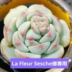 La Fleur Sesche様 リクエスト 7点 まとめ商品