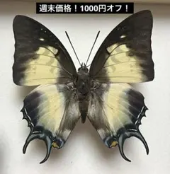 蝶 標本 フトオアゲハ 1ex - メルカリ