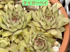 多肉植物 センペルビウム パッショナータ 3つ - メルカリ