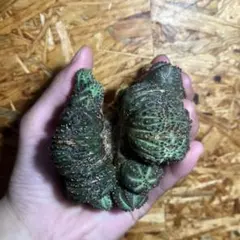 貴重 大株ユーフォルビア オベサ綴化 サイズ縦幅10cm 横幅7cm