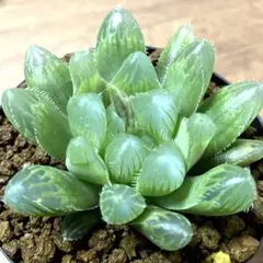 多肉植物 ハオルチア OB-1オブツーサ錦 糊斑 超美品 - メルカリ
