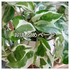 のん様 リクエスト 2点 まとめ商品