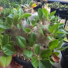 【連休限定SALE】恵比寿笑い 2 ブレビカウレ パキポディウム 現地球 恵比寿笑い ブレビカウレ パキポディウム 現地球