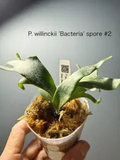 2026年最新】bacteria ビカクシダの人気アイテム - メルカリ