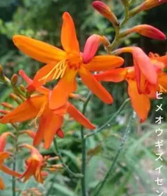 ヒメオウギズイセン（オレンジ花）　　　　　　　5苗セットのサムネイル