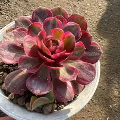 多肉植物 アエオニウム花月夜法師錦抜き苗 - メルカリ