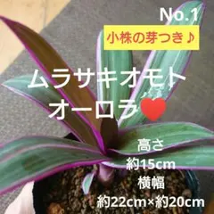 No.10【観葉植物】ムラサキオモト オーロラ♥️小株4株つき！ - メルカリ