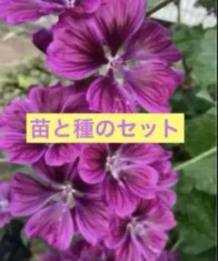 宿根草 マロウ 種 100粒前後 - メルカリ