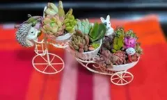 ねこちゃん♡多肉植物寄せ植え♡そのまま飾れる♡ - メルカリ