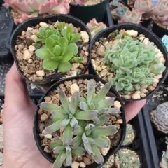 オロスタキス4種アソートセット多肉植物子持ち蓮華ピーチパーフェクト