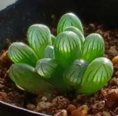 クロパンダ様 リクエスト 2点 まとめ商品