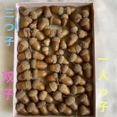 箱いっぱい　三つ子8個　双子10個　一人っ子18個