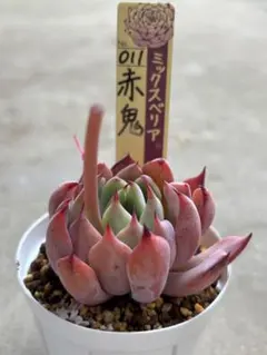 flower様 リクエスト　多肉　エケベリア　赤鬼　おらいさん　ミックスベリア