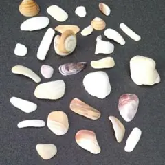 貝殻各種
