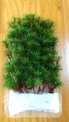 天然ウマ杉苔(約100本)のサムネイル