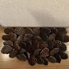 蓮の実ドライフラワー40個　訳あり