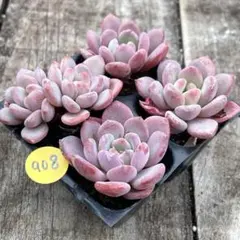 2026年最新】多肉植物エケベリア寄せ植えセット多肉弁当の人気アイテム