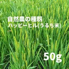管100／種籾　ハッピーヒル　1kg うるち米　水稲　陸稲　自然栽培米 2026年最新】種籾 陸稲の人気アイテム - メルカリ
