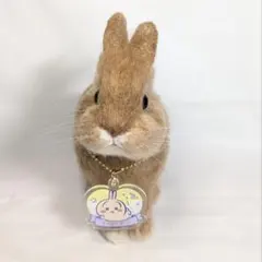 キイロイトリ♥️様オーダー 羊毛フェルト うさぎ お座りドワーフ確認