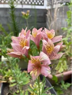 2026年最新】アリストロメリアの人気アイテム - メルカリ