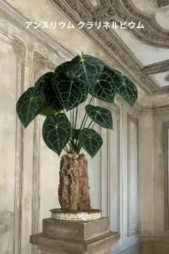 希少　アンスリウム　クラリネルビウム　斑入り　美株　激レア　鉢ごとメルカリ便② 希少 アンスリウム クラリネルビウム 斑入り 美株 激レア 鉢ごと