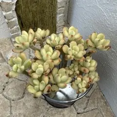 ma.yu.mi様 リクエスト 3点 まとめ商品