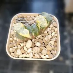 ハオルチア 北斎玉扇錦　抜き苗発送