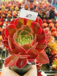 2026年最新】観葉植物 アエオニウムの人気アイテム - メルカリ