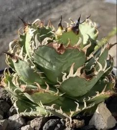 アガベ HIDDEN AGAVE Illusion イリュージョン ジェレミー - メルカリ