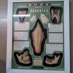 歯科 健康・医学