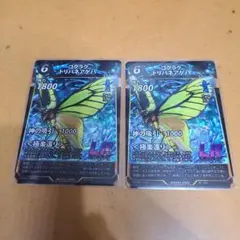 ゴクラクトリバネアゲハ