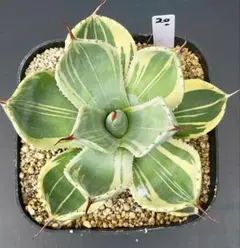 2025年最新】ライムストリークの人気アイテム - メルカリ