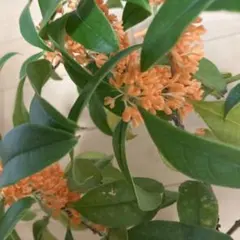 2025年最新】挿し穂の人気アイテム - メルカリ