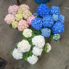 超レア ハイドランジア 花音 紫陽花 - メルカリ