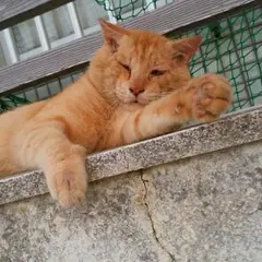 anri様専用ページ　アイコスシール