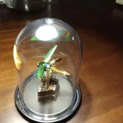 虹色の羽の昆虫標本