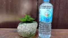 イワヒバ　石鉢植え　現物発送致します。のサムネイル