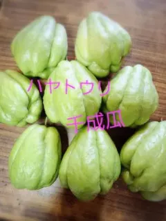 2025年最新】ハヤトウリの人気アイテム - メルカリ