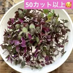 【ハーブ農家直送】タイム（ロンギカウリス）56ポット セット 数量変更可能 ハーブ農家直送】タイム（ロンギカウリス）56ポット セット 数量変更