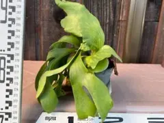P. coronarium 'Lesasha' 2 コロナリウム レサシャ - メルカリ