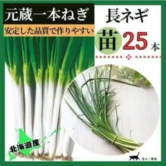 2026年最新】長ネギ苗の人気アイテム - メルカリ