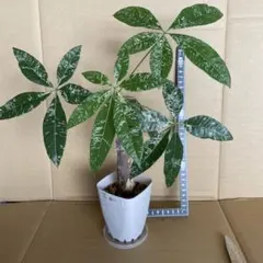 Top【選抜株】多肉植物 266072チーズケーク 10個 鉢無し - メルカリ