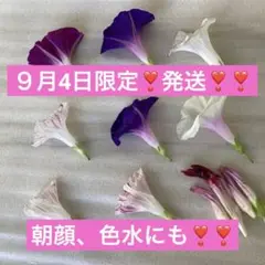 ９月4日限定❣️発送❣️❣️朝顔の押し花素材 8個セット