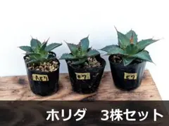 A87 実生3株セット アガベ ホリダsspホリダ