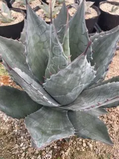 アガベ　パラサナ✖️シャウィー Agave/アガベ 'ShawParr' (Shawii x parrasana) シャウィー×パラサナ