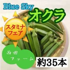 熊本県八代産 オクラ ブルースカイ 約35本 スタミナフェアのサムネイル