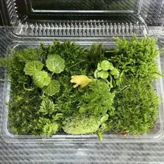 天然苔　こけ　植物詰め合わせ！タマゴケ　シッポゴケ　カモジゴケ等 yのサムネイル
