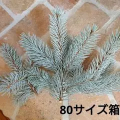 プンゲンストウヒ　エディス 超シルバー　最高等級　極上品　スーパーブルー コニファー ピセア・プンゲンス スーパーブルーシードリング(SBS)の苗